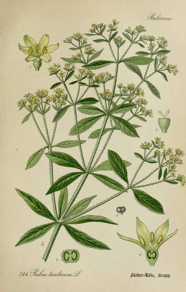 Gyógynövények, homeopátia, népi gyógyászat -19 – Festő buzér Dr. Thomé  Botanika